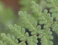 photo of cheilanthes tomentosa
